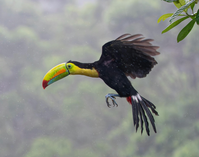 A toucan flying through a lush green rainforest with its wings extended.