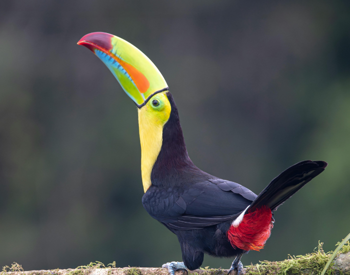a toucan in the wild