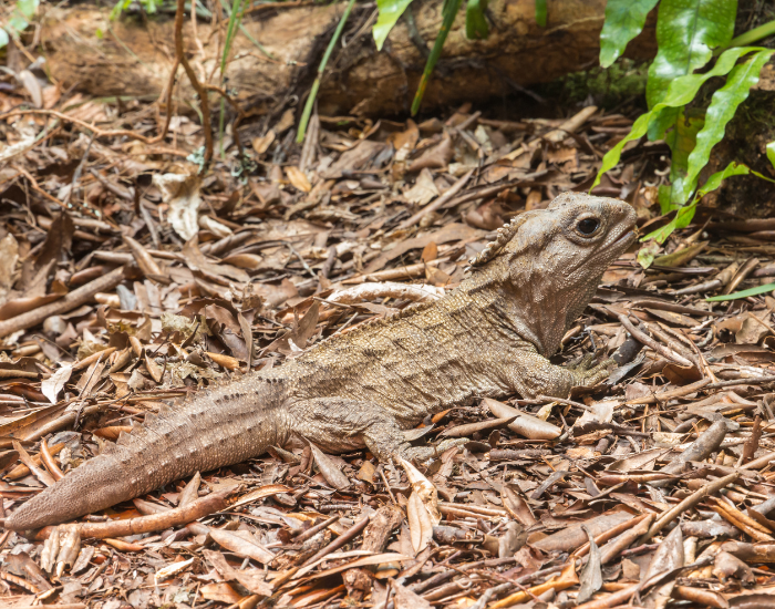 tuatara on the ground