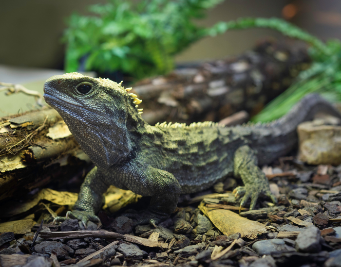 a tuatara in a captive enclosure
