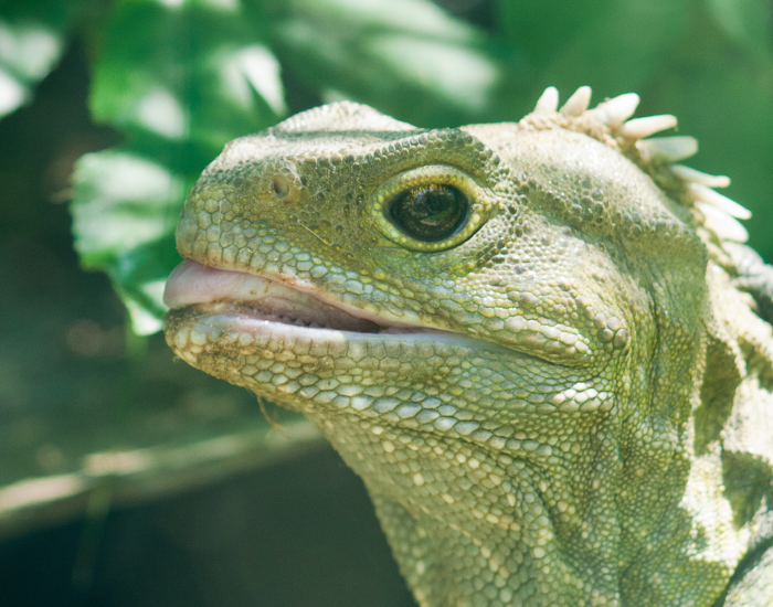close up of a tuatara head