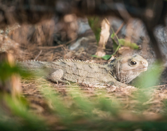 tuatara on the ground laying still