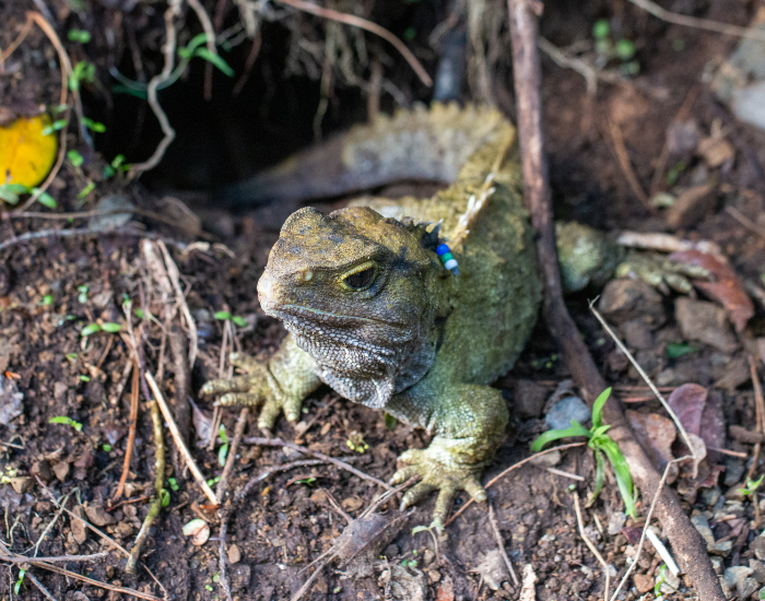 a tuatara on the ground