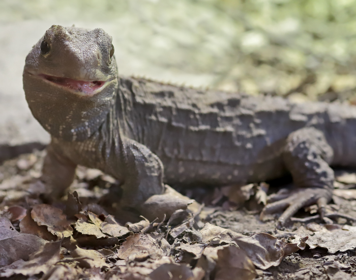 tuatara on the ground