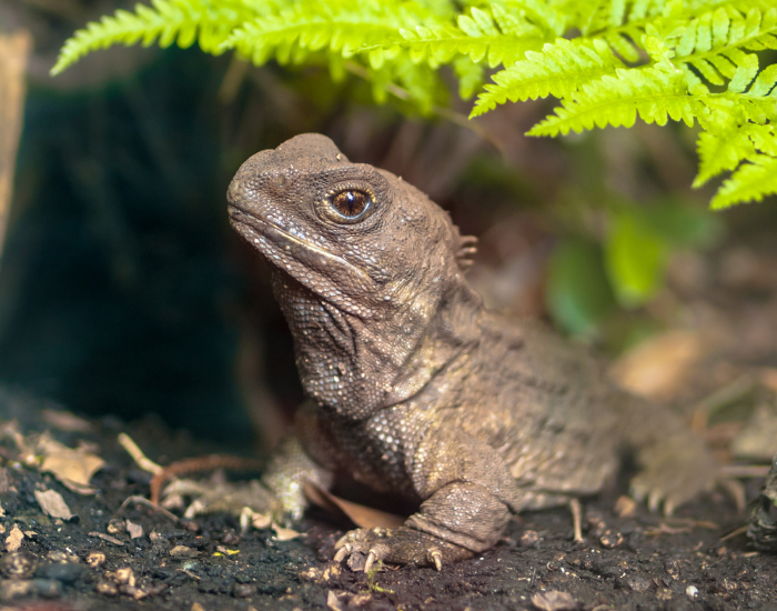 close up of a tuatara lizard looking at the camera