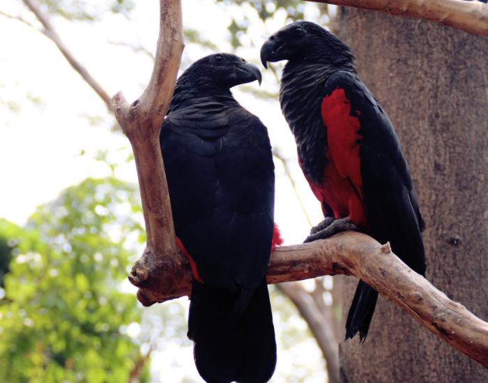 couple of dracula parrots in a log