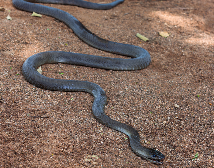 black mamba on the ground