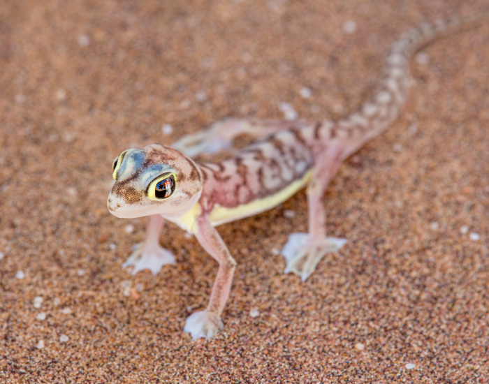 a web footed gecko standing still in the desert