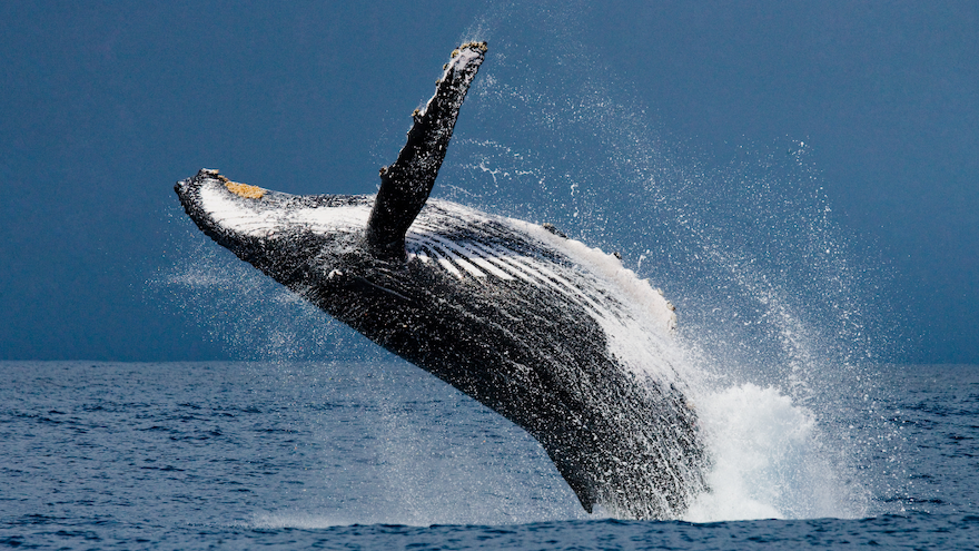 whale breaching
