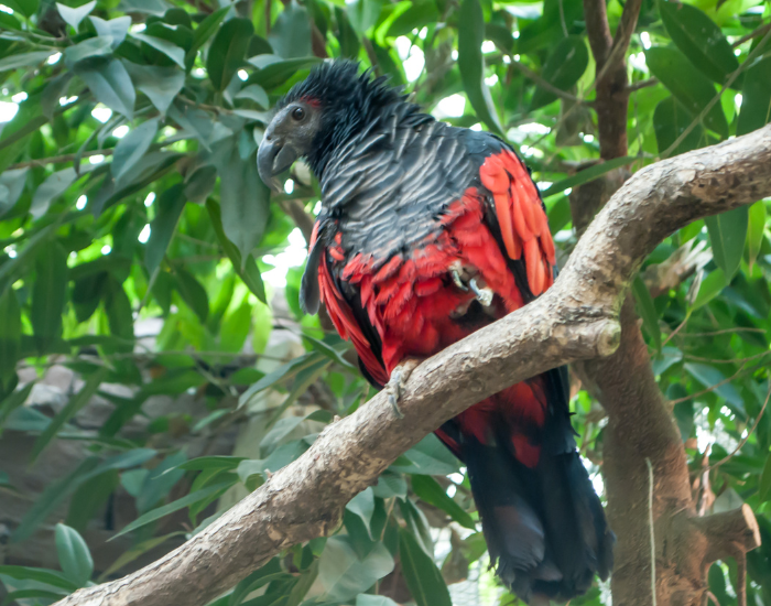dracula parrot sitting on a branch