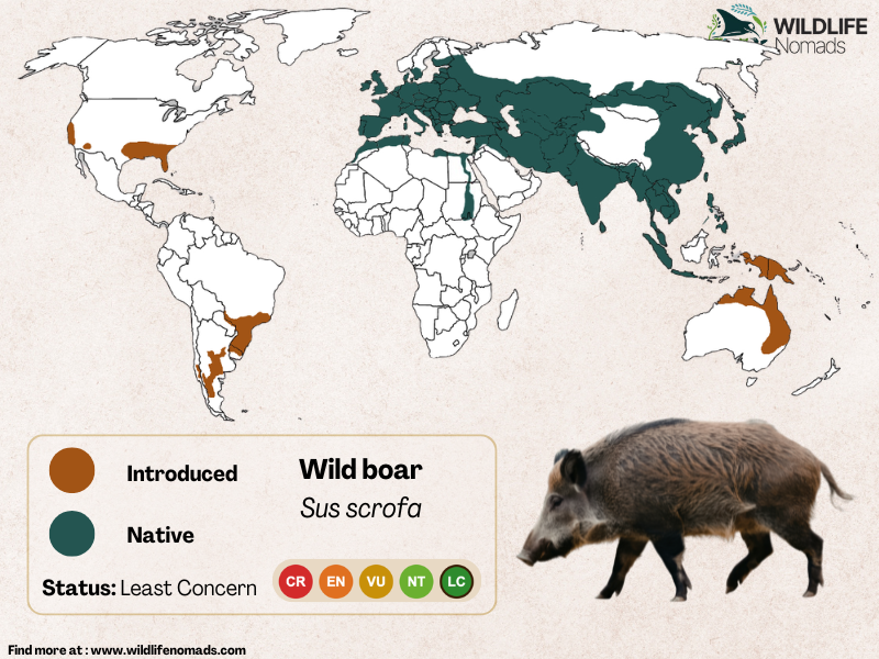 a map of the world showinf the intrduced and native range of wild boars