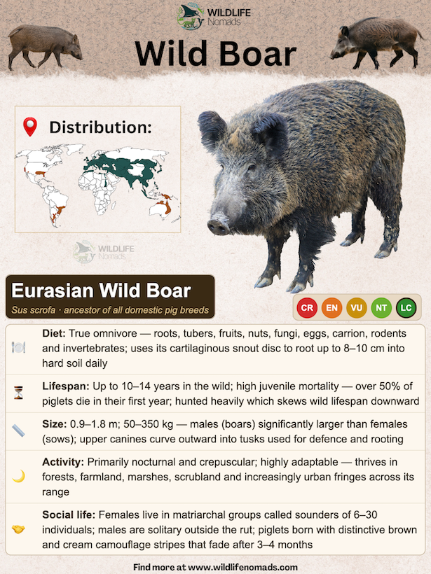 a species profile for the wild boar showing information such as distribution diet, etc created by wildlife nomads