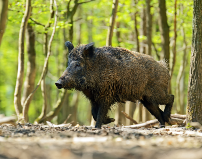 a wild boar walking in a forest