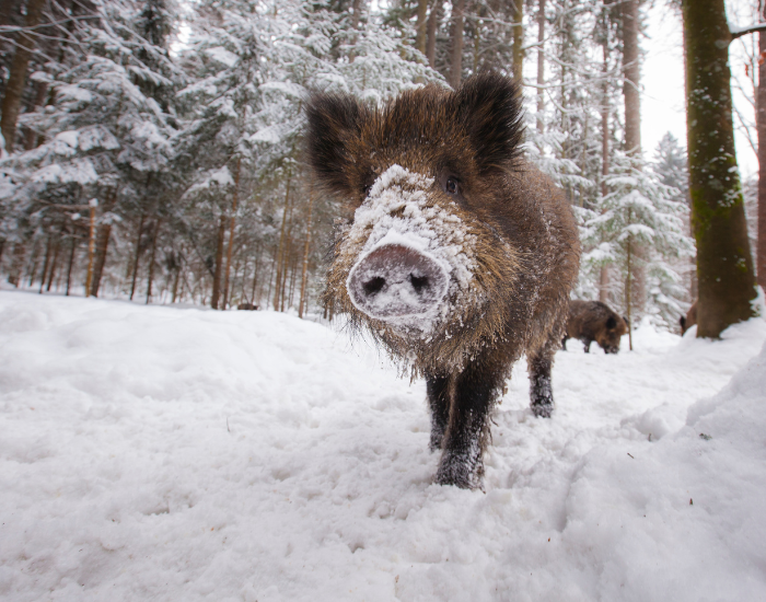 a wild boar in snow looking at the camera