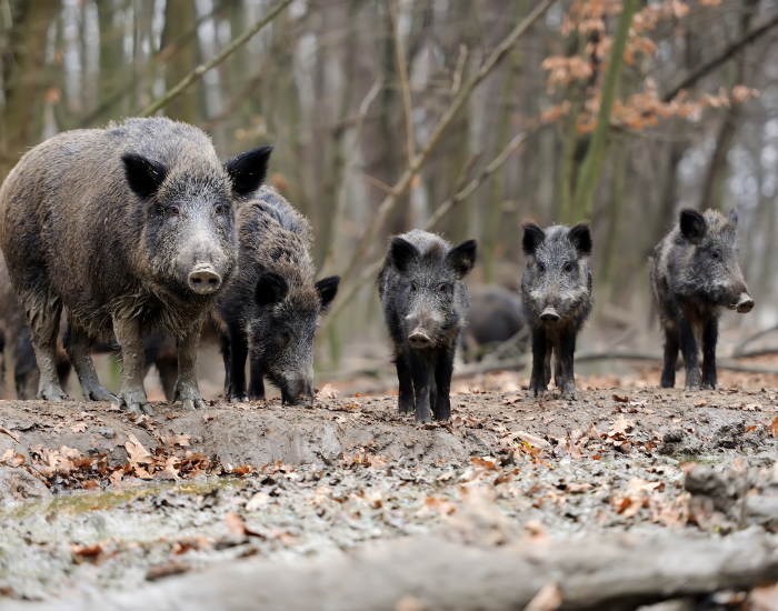 group of wild boars in a forest during the day