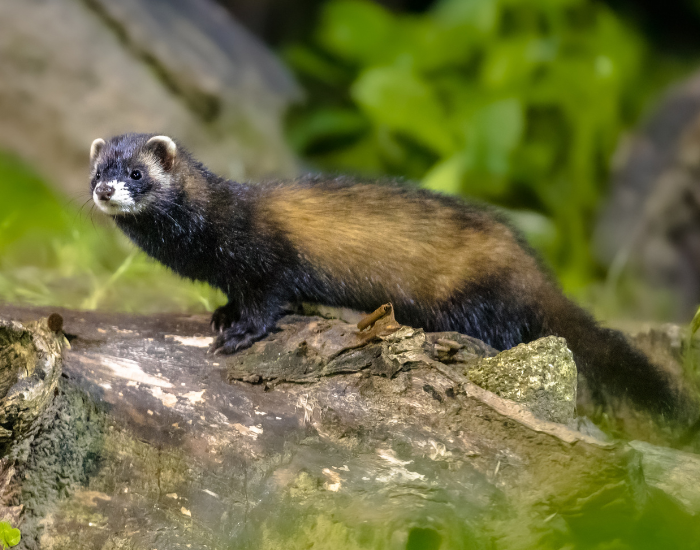 a polecat on top of a rock