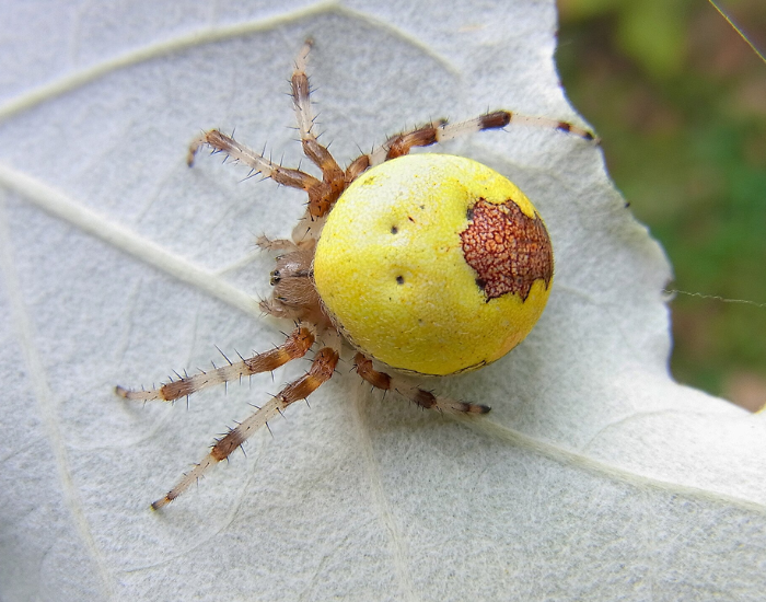 a pumpkin spider on a leaf