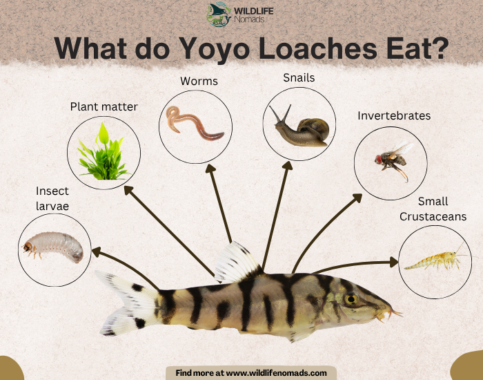 diet of the yoyo loach