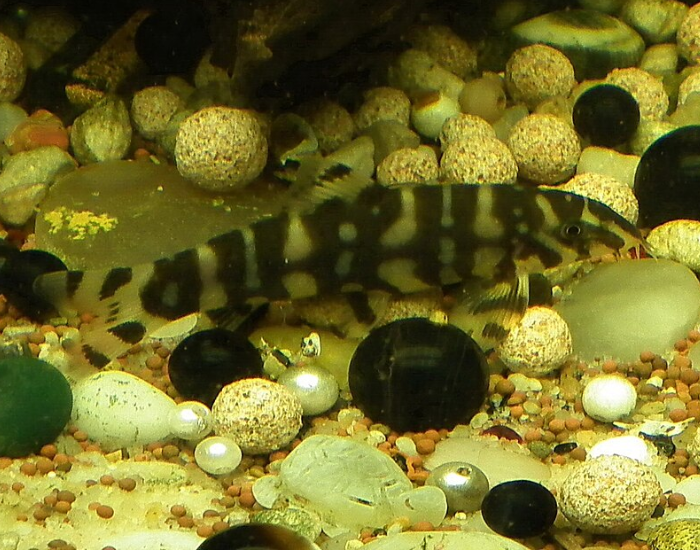 yoyo fish loach in. a tank with aquatic plants