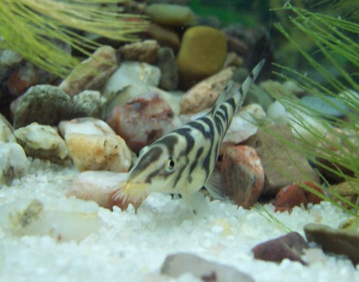 yoyo loach underwater photo