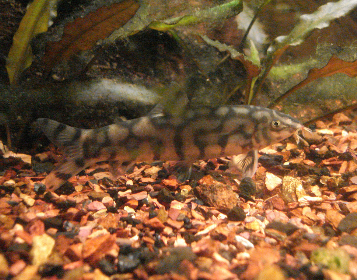 yoyo loach in. atank