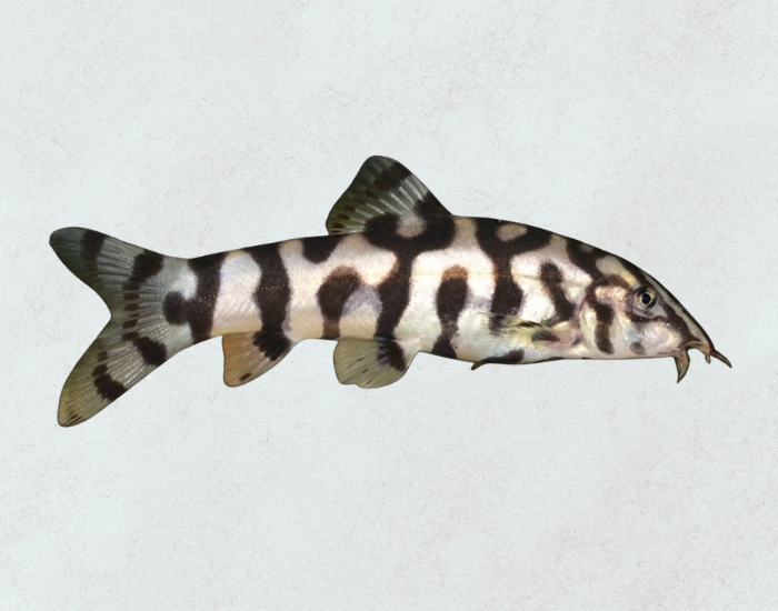 a yoyo fish isolated with no background