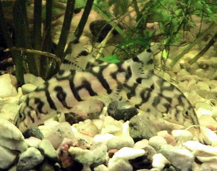two yoyo loaches in a tank