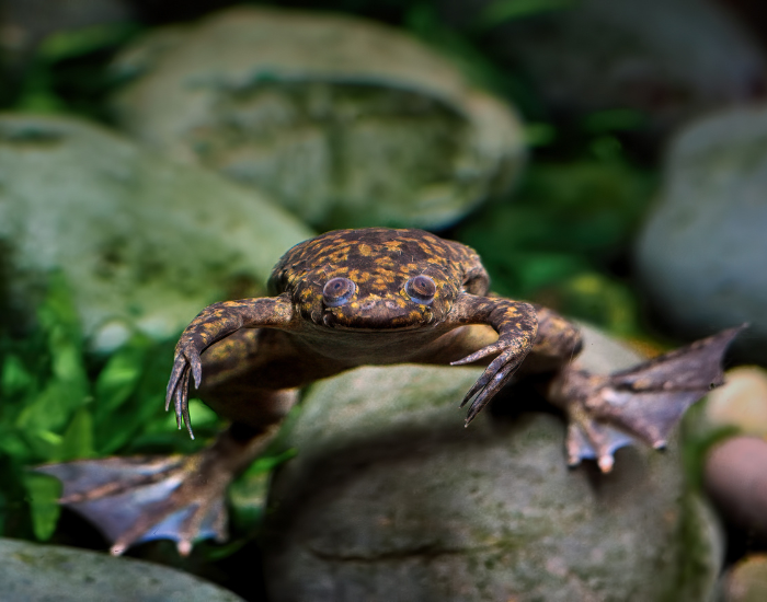 an African Clawed Frog floating and suspended in water
