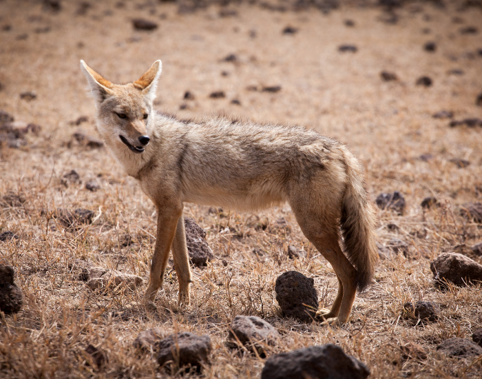 African Golden Wolf STANDING ALONE IN the wild