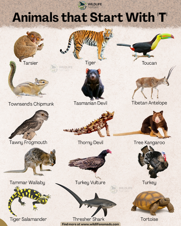 An educational infographic titled 'Animals that Start With 'T'' by Wildlife Nomads. It features 15 individual animals on a textured light cream background, including a Tarsier, Tasmanian Devil, Tammar Wallaby, Thresher Shark, and a Tiger Salamander, each clearly labeled.
