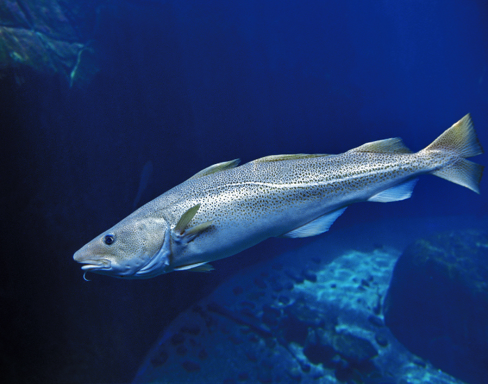 an Atlantic Cod swimming underwater