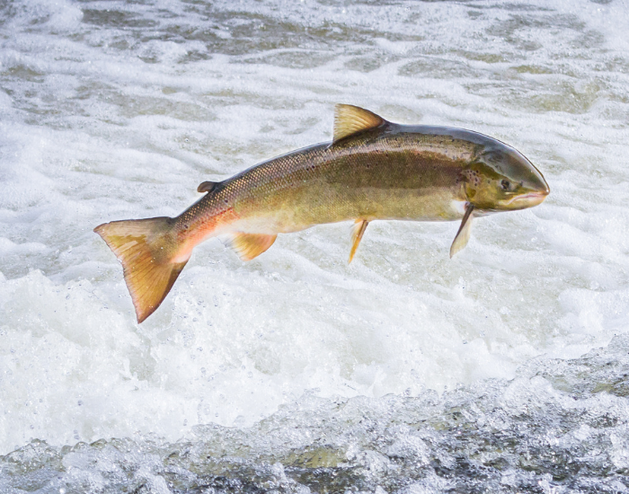 an Atlantic Salmon jumping in a river against the current