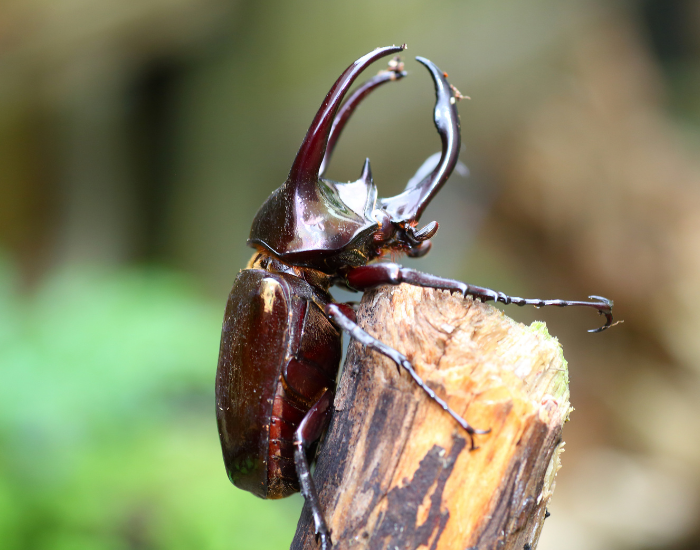 Atlas beetle (Chalcosoma atlas), a glossy black rhinoceros beetle with three large curved horns