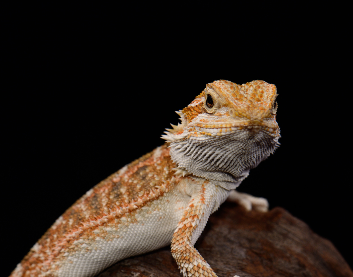 a Bearded Dragon close up with black background