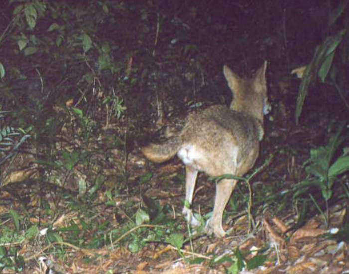a belize coyote running at nigh captured by a camera trap