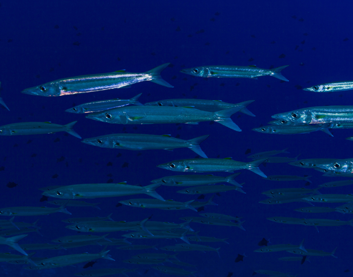 Bigeye barracuda school swimming in the deep blue ocean