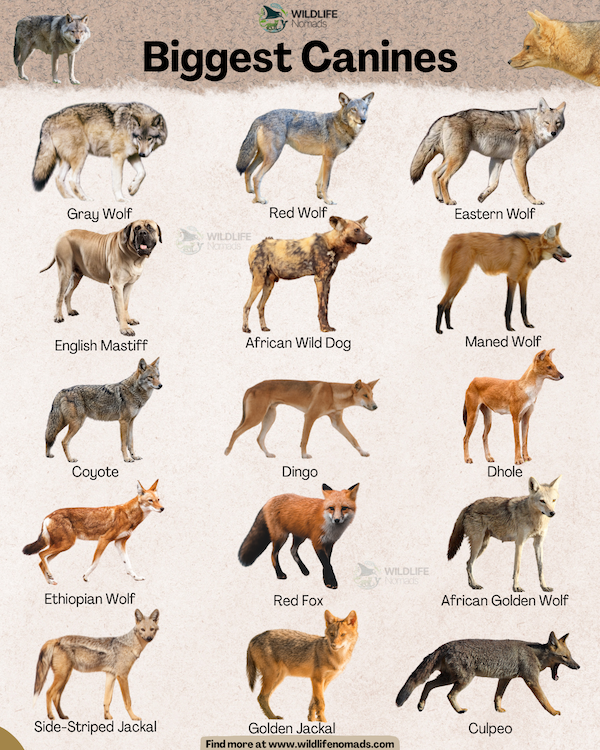 An educational infographic from Wildlife Nomads titled "Biggest Canines" showcasing 15 different types of large canids arranged in a grid. The file is named Biggest Canines infographic by wildlife nomads.jpg. It includes images and labels for the Gray Wolf, Red Wolf, Eastern Wolf, English Mastiff, African Wild Dog, Maned Wolf, Coyote, Dingo, Dhole, Ethiopian Wolf, Red Fox, African Golden Wolf, Side-Striped Jackal, Golden Jackal, and Culpeo.