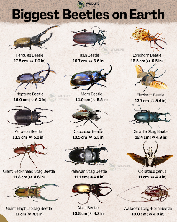 An infographic titled "Biggest Beetles on Earth" displaying 15 different large beetle species with their maximum lengths in centimeters and inches, starting with the Hercules Beetle at 17.5 cm.