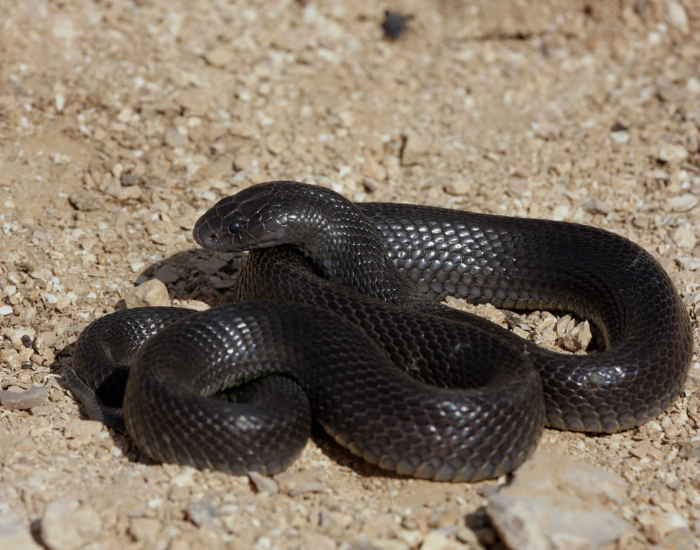 Black Desert Cobra coiled on sand