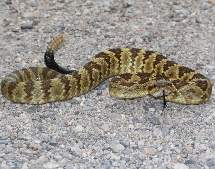 A Black-tailed Rattlesnake coiled on a light gray gravel surface, showcasing its olive-yellow and dark brown diamond-patterned body, a distinctly solid black tail, and a raised rattle.