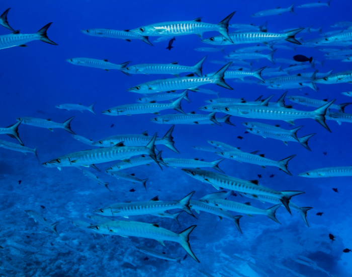 A large school of blackfin barracuda fish underwater