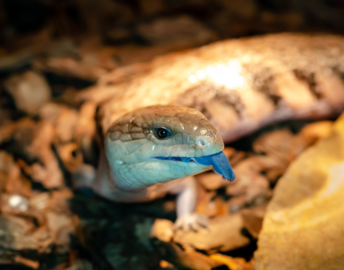 a Blue-Tongued Skink  in captivity