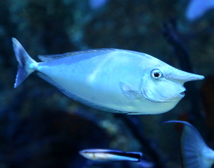 Bluespine Unicornfish close up swimming