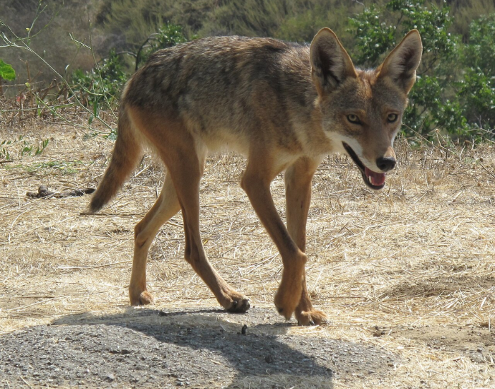 a California Valley Coyote walking in the wild