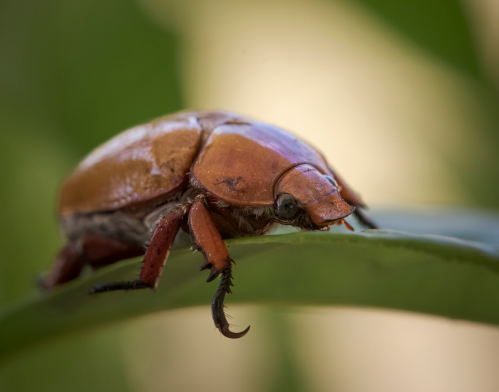 Christmas beetle (Anoplognathus species) with an iridescent bronze and green shell