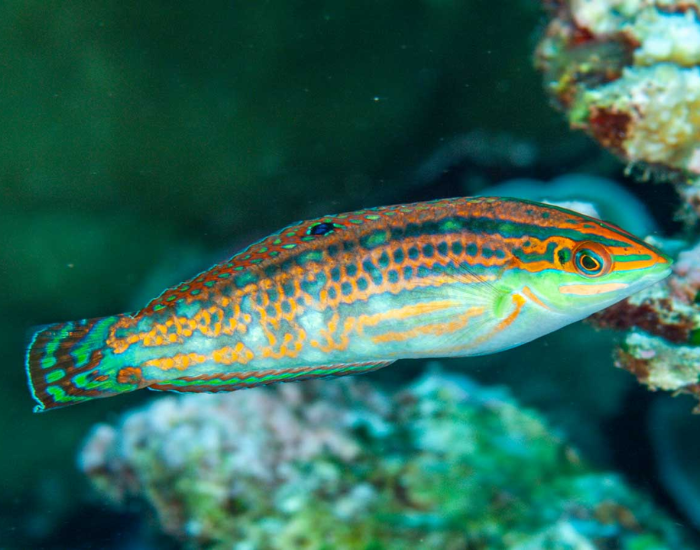 a Christmas Wrasse underwater photo 