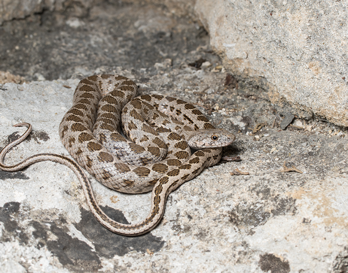 a Coin-marked Snake coiled on rocks