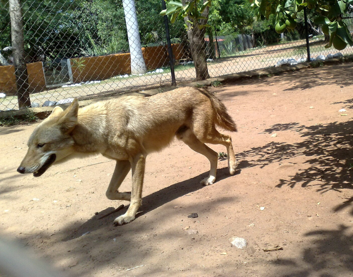 a colima coyote in captivity