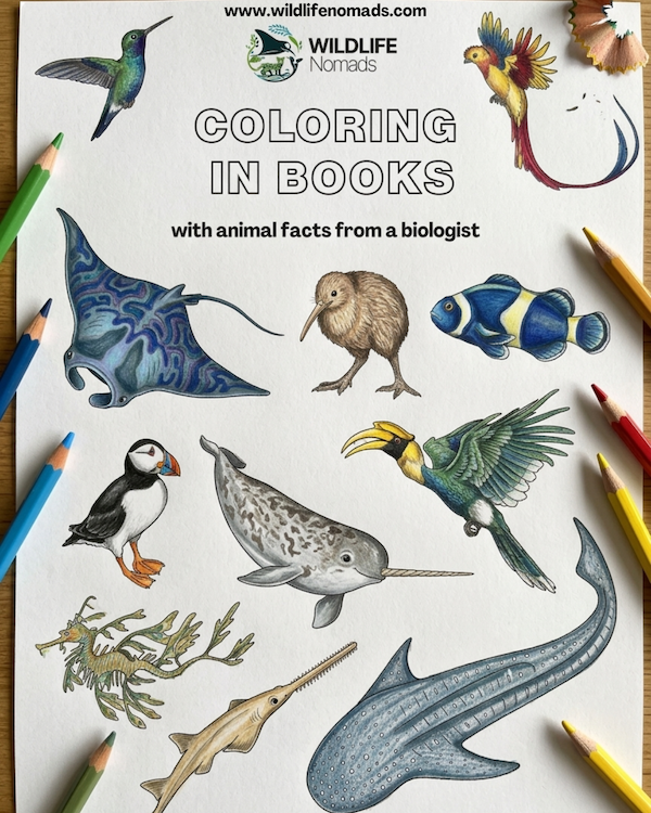 Animal coloring in books — printable coloring sheets with animal facts by Wildlife Nomads