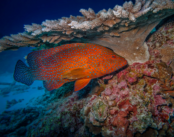a Coral Trout swimming among coral underwater photo